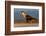 crested caracara walking on beach, mexico-claudio contreras-Framed Photographic Print