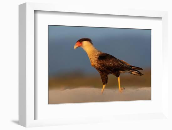 crested caracara walking on beach, mexico-claudio contreras-Framed Photographic Print