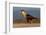 crested caracara walking on beach, mexico-claudio contreras-Framed Photographic Print