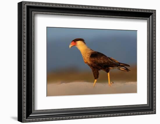 crested caracara walking on beach, mexico-claudio contreras-Framed Photographic Print