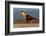 crested caracara walking on beach, mexico-claudio contreras-Framed Photographic Print