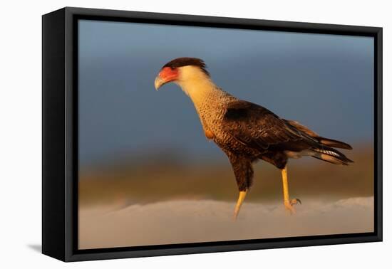 crested caracara walking on beach, mexico-claudio contreras-Framed Premier Image Canvas