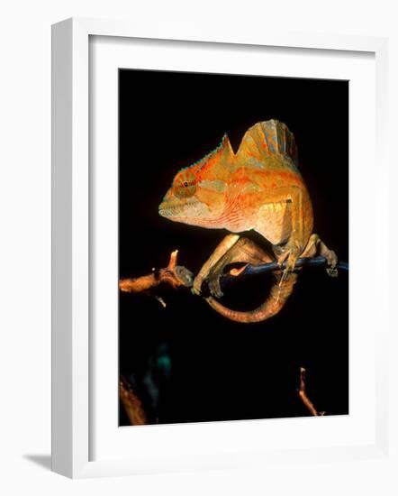 Crested Chameleon, Native to Camerouns-David Northcott-Framed Photographic Print