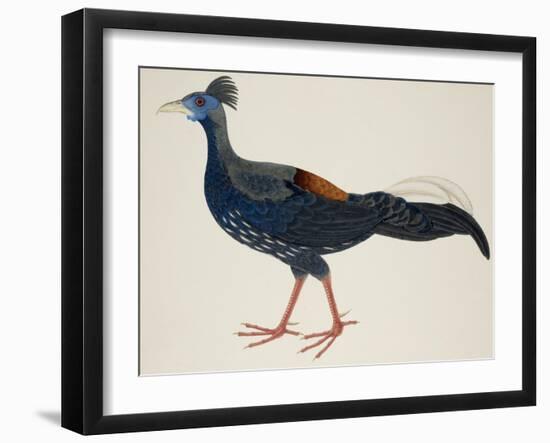 Crested Fireback Pheasant-J. Briois-Framed Giclee Print