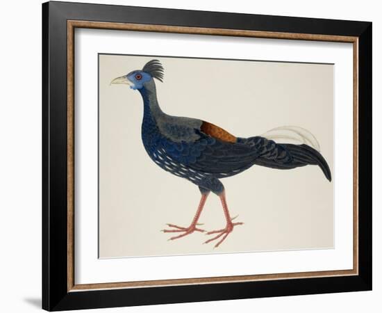 Crested Fireback Pheasant-J. Briois-Framed Giclee Print