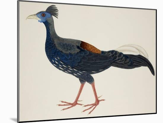 Crested Fireback Pheasant-J. Briois-Mounted Giclee Print