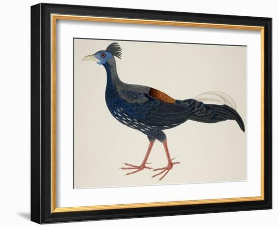 Crested Fireback Pheasant-J. Briois-Framed Giclee Print