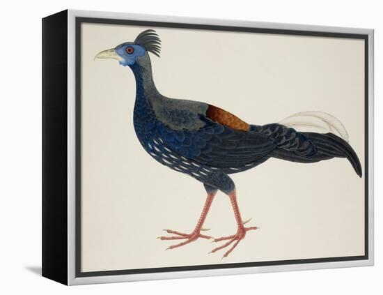 Crested Fireback Pheasant-J. Briois-Framed Premier Image Canvas