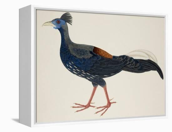 Crested Fireback Pheasant-J. Briois-Framed Premier Image Canvas