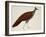 Crested Fireback Pheasant-J. Briois-Framed Giclee Print