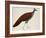 Crested Fireback Pheasant-J. Briois-Framed Giclee Print