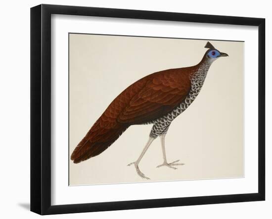 Crested Fireback Pheasant-J. Briois-Framed Giclee Print