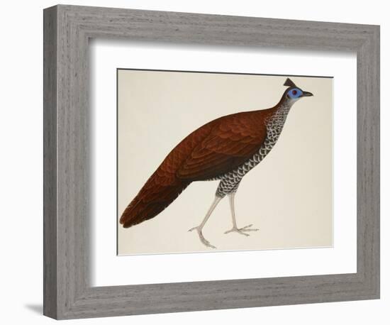 Crested Fireback Pheasant-J. Briois-Framed Giclee Print