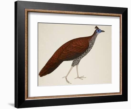 Crested Fireback Pheasant-J. Briois-Framed Giclee Print