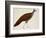 Crested Fireback Pheasant-J. Briois-Framed Giclee Print