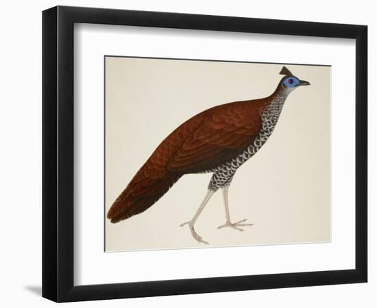 Crested Fireback Pheasant-J. Briois-Framed Giclee Print