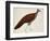 Crested Fireback Pheasant-J. Briois-Framed Giclee Print