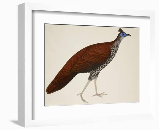 Crested Fireback Pheasant-J. Briois-Framed Giclee Print