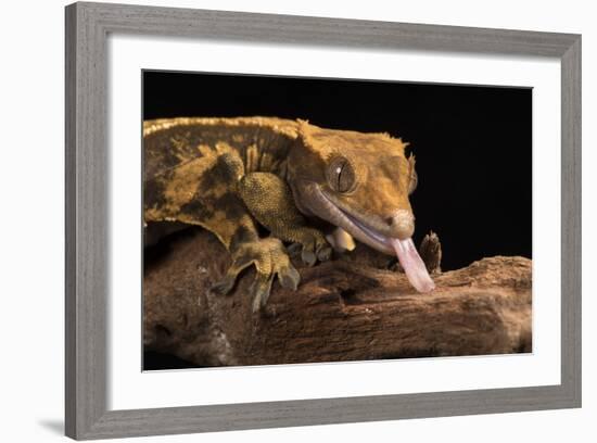 Crested Gecko (Correlophus Ciliates), captive, New Caledonia, Pacific-Janette Hill-Framed Photographic Print