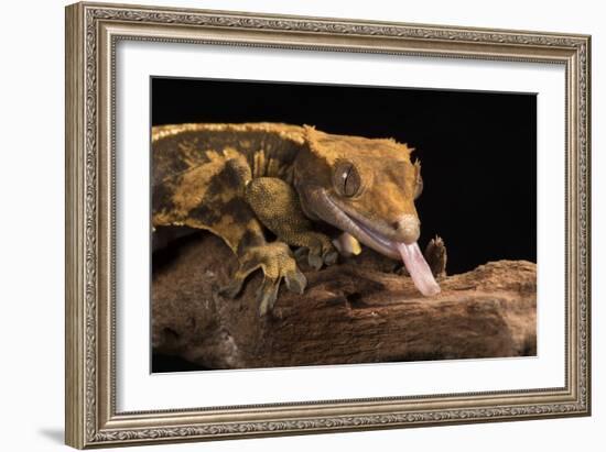 Crested Gecko (Correlophus Ciliates), captive, New Caledonia, Pacific-Janette Hill-Framed Photographic Print