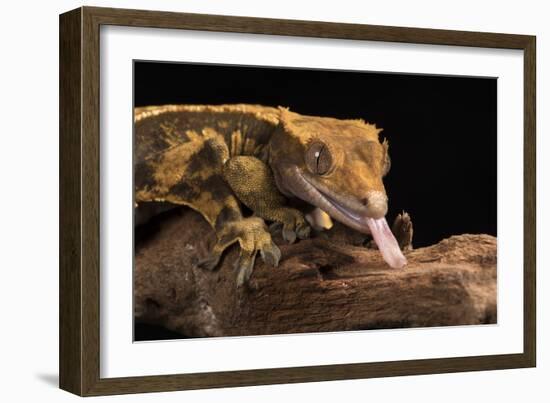 Crested Gecko (Correlophus Ciliates), captive, New Caledonia, Pacific-Janette Hill-Framed Photographic Print