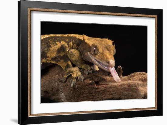 Crested Gecko (Correlophus Ciliates), captive, New Caledonia, Pacific-Janette Hill-Framed Photographic Print