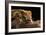 Crested Gecko (Correlophus Ciliates), captive, New Caledonia, Pacific-Janette Hill-Framed Photographic Print