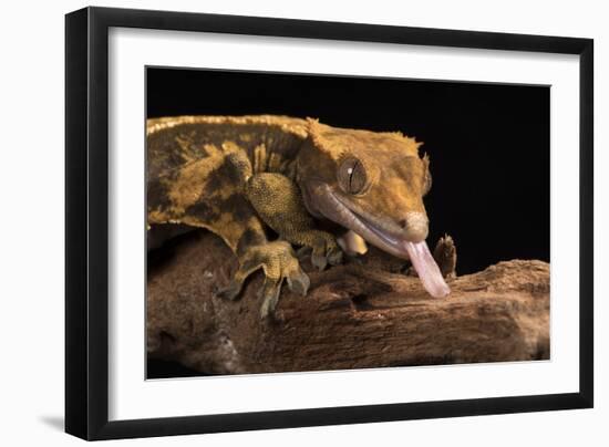 Crested Gecko (Correlophus Ciliates), captive, New Caledonia, Pacific-Janette Hill-Framed Photographic Print