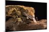 Crested Gecko (Correlophus Ciliates), captive, New Caledonia, Pacific-Janette Hill-Mounted Photographic Print