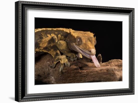 Crested Gecko (Correlophus Ciliates), captive, New Caledonia, Pacific-Janette Hill-Framed Photographic Print