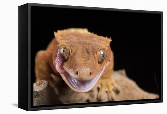 Crested Gecko (Correlophus Ciliates), captive, New Caledonia, Pacific-Janette Hill-Framed Premier Image Canvas