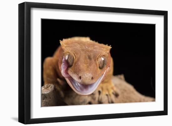 Crested Gecko (Correlophus Ciliates), captive, New Caledonia, Pacific-Janette Hill-Framed Photographic Print