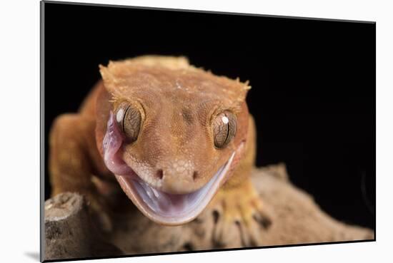 Crested Gecko (Correlophus Ciliates), captive, New Caledonia, Pacific-Janette Hill-Mounted Photographic Print