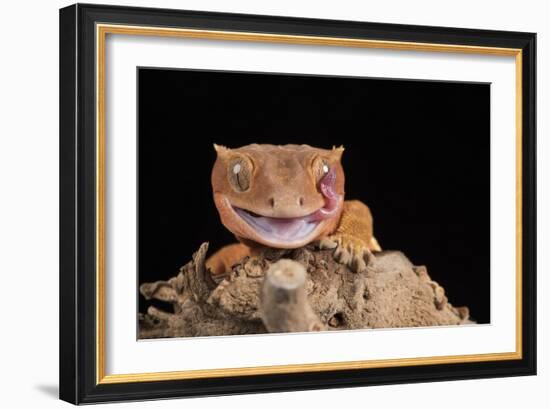 Crested Gecko (Correlophus Ciliates) in captivity, New Caledonia, Pacific-Janette Hill-Framed Photographic Print
