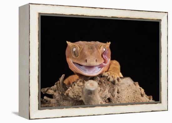 Crested Gecko (Correlophus Ciliates) in captivity, New Caledonia, Pacific-Janette Hill-Framed Premier Image Canvas