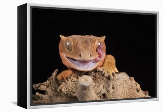 Crested Gecko (Correlophus Ciliates) in captivity, New Caledonia, Pacific-Janette Hill-Framed Premier Image Canvas