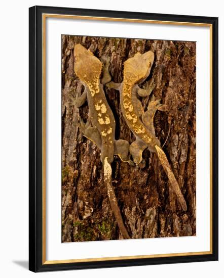 Crested Gecko, Rhacodactylus Ciliatus, Native to New Caledonia-David Northcott-Framed Photographic Print