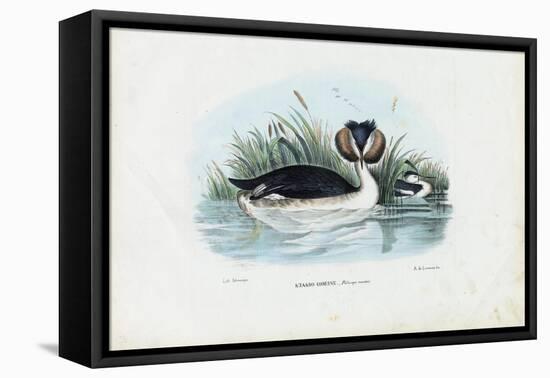 Crested Grebe, 1863-79-Raimundo Petraroja-Framed Premier Image Canvas