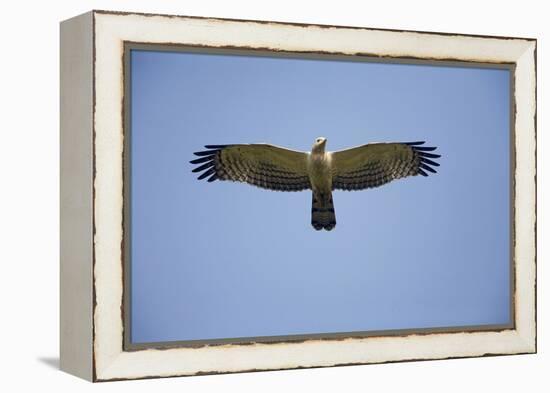 Crested Honey Buzzard in Flight-null-Framed Premier Image Canvas