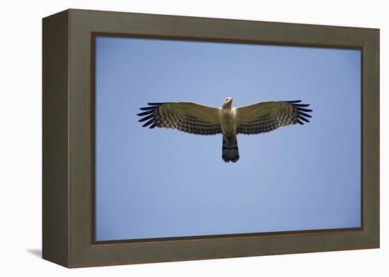 Crested Honey Buzzard in Flight-null-Framed Premier Image Canvas