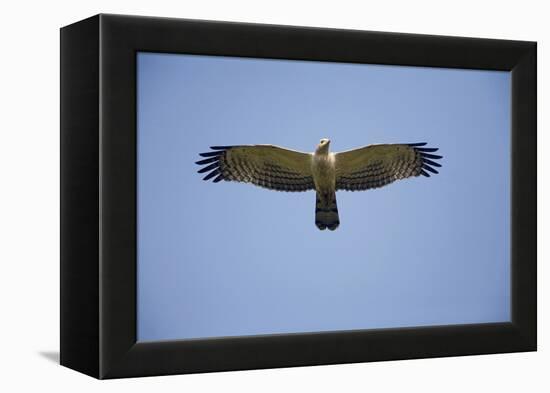 Crested Honey Buzzard in Flight-null-Framed Premier Image Canvas