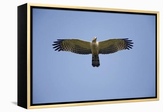 Crested Honey Buzzard in Flight-null-Framed Premier Image Canvas