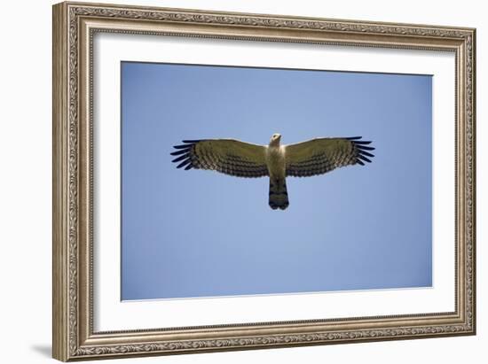 Crested Honey Buzzard in Flight-null-Framed Photographic Print