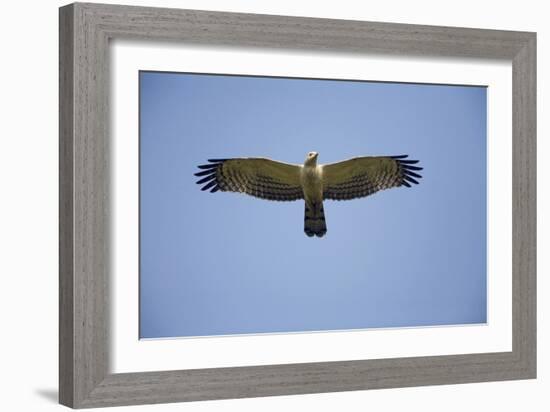 Crested Honey Buzzard in Flight-null-Framed Photographic Print