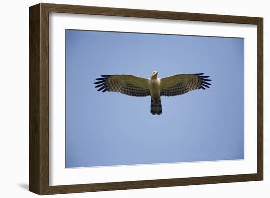 Crested Honey Buzzard in Flight-null-Framed Photographic Print