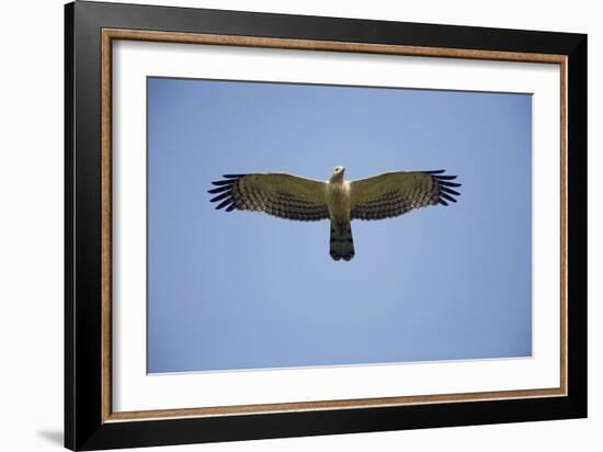 Crested Honey Buzzard in Flight-null-Framed Photographic Print