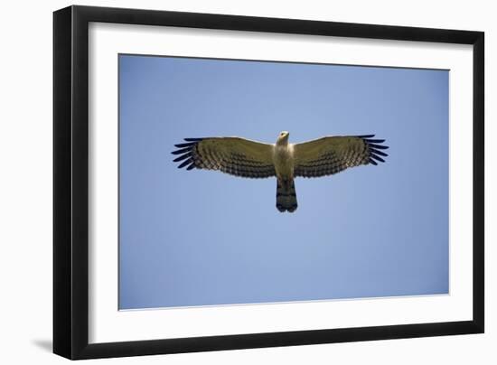 Crested Honey Buzzard in Flight-null-Framed Photographic Print