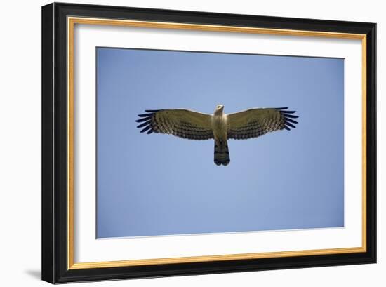 Crested Honey Buzzard in Flight-null-Framed Photographic Print