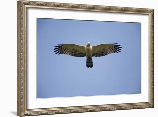 Crested Honey Buzzard in Flight--Framed Photographic Print