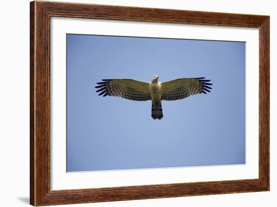 Crested Honey Buzzard in Flight-null-Framed Photographic Print